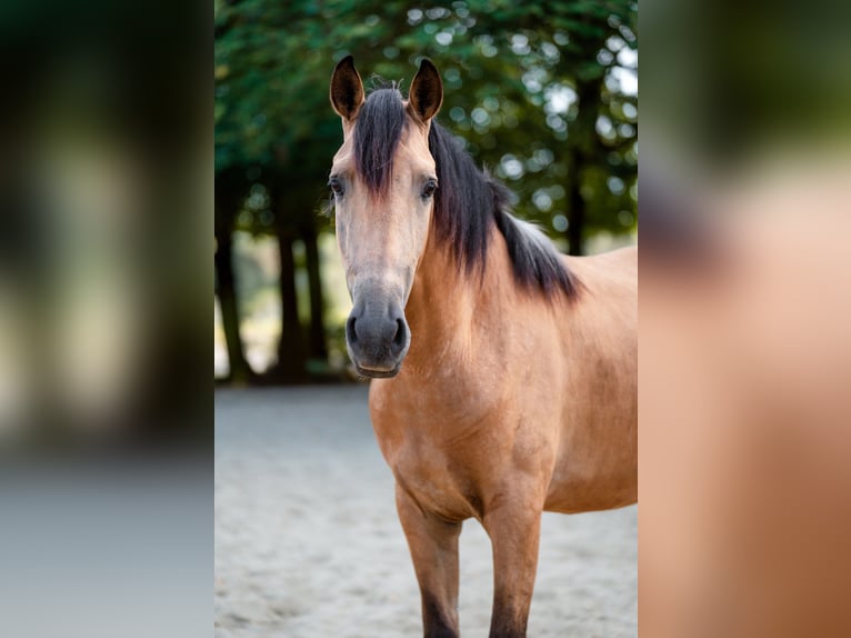 Andalusiër Ruin 4 Jaar 158 cm Buckskin in Grabenstätt