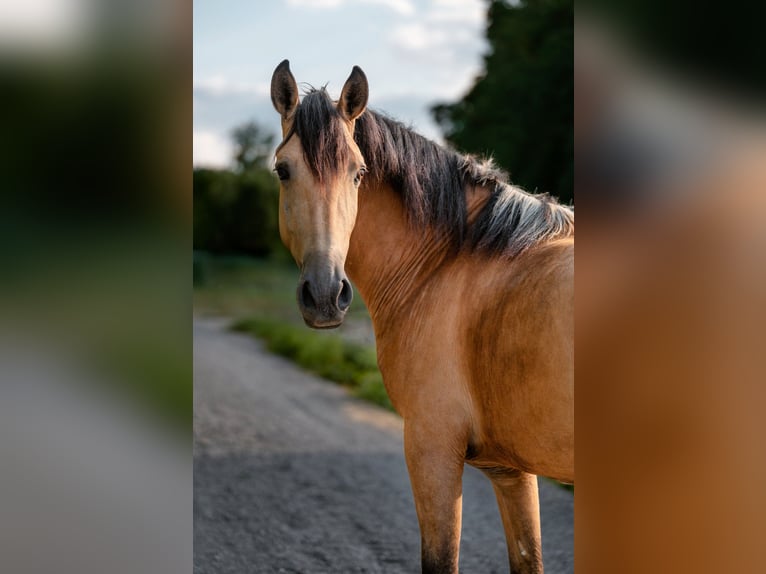 Andalusiër Ruin 4 Jaar 158 cm Buckskin in Grabenstätt