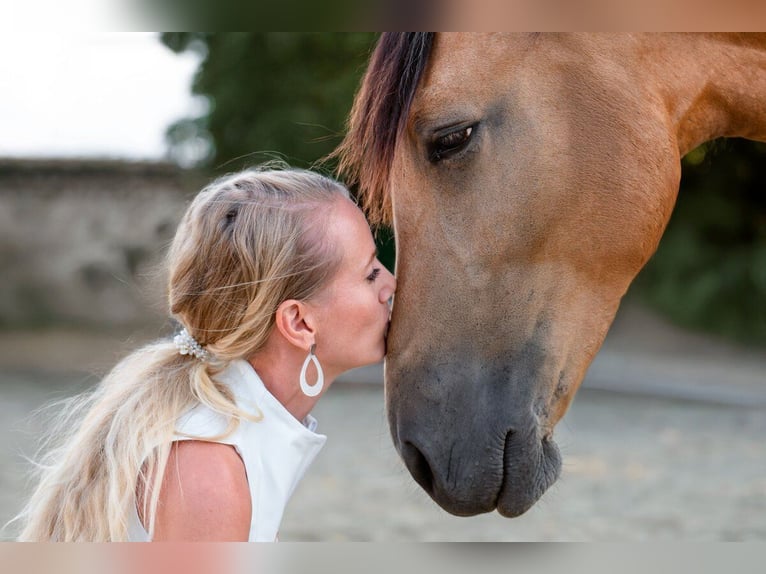 Andalusiër Ruin 4 Jaar 158 cm Buckskin in Grabenstätt