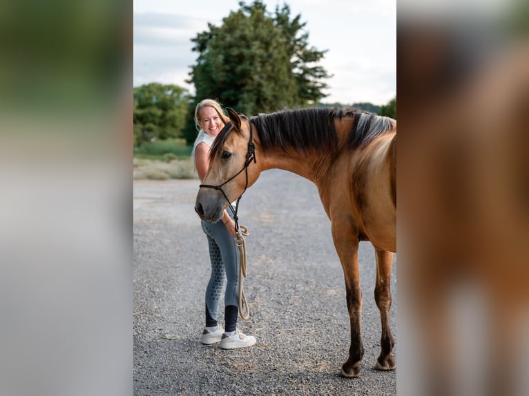 Andalusiër Ruin 4 Jaar 158 cm Buckskin in Grabenstätt