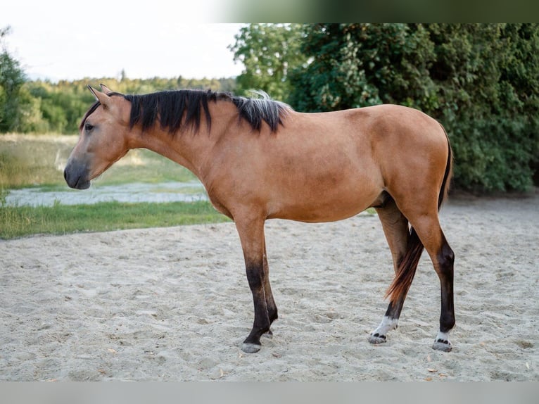 Andalusiër Ruin 4 Jaar 158 cm Buckskin in Grabenstätt