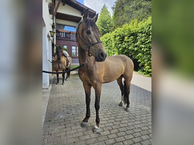 Andalusiër Ruin 4 Jaar 158 cm Falbe in Schwaigen