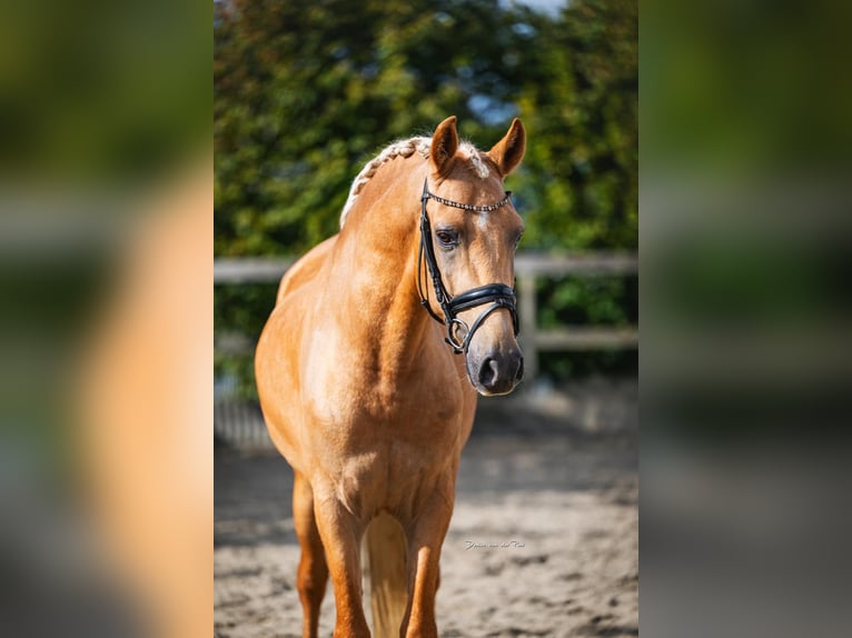 Andalusiër Ruin 4 Jaar 158 cm Palomino in Poeldijk