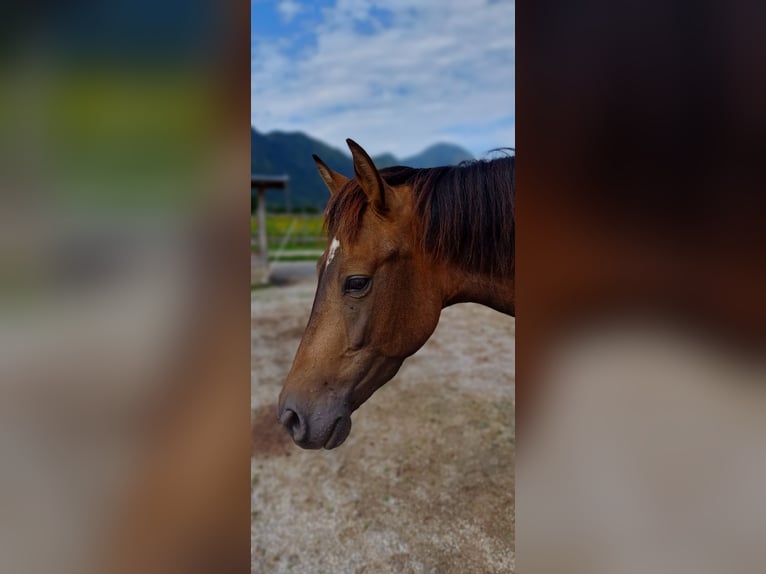 Andalusiër Mix Ruin 4 Jaar 160 cm Buckskin in Unken