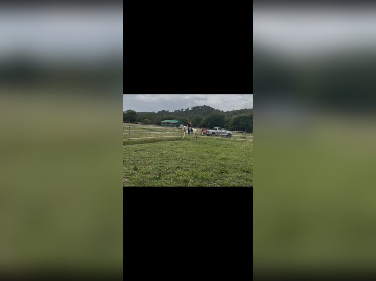 Andalusiër Ruin 4 Jaar 160 cm Cremello in Vic-le-Fesq