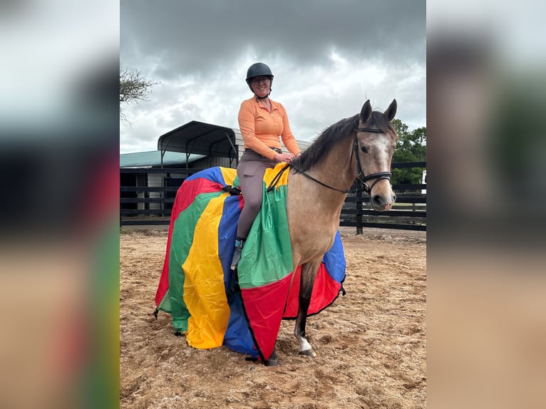 Andalusiër Ruin 4 Jaar 160 cm Schimmel in Orlando