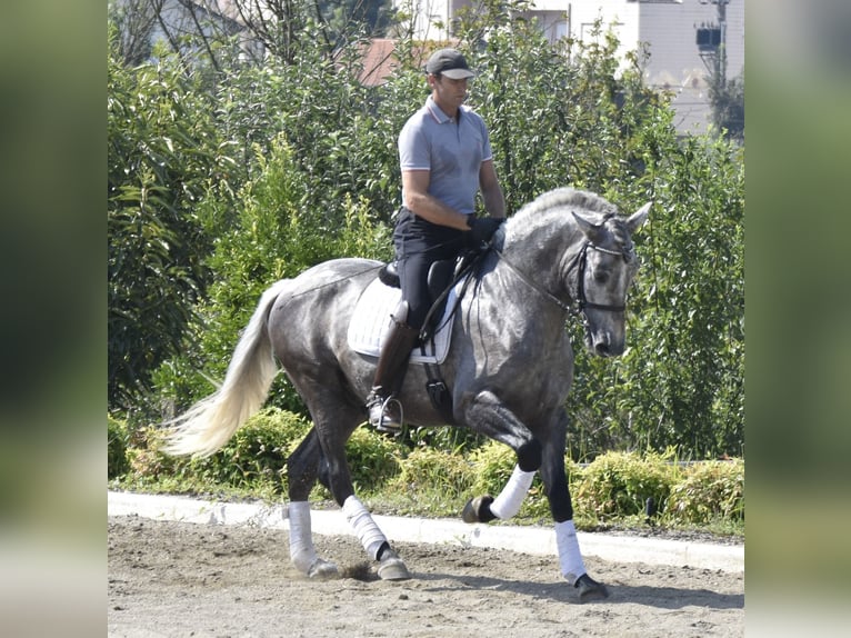 Andalusiër Ruin 4 Jaar 161 cm Appelschimmel in Arenas de San Pedro