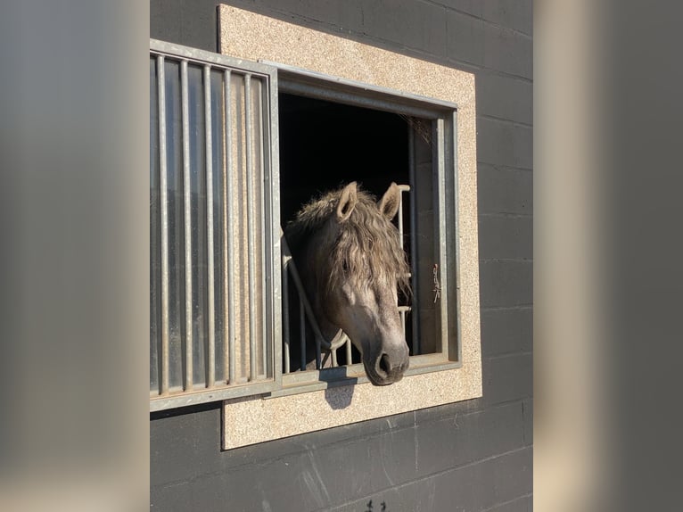 Andalusiër Ruin 4 Jaar 161 cm Appelschimmel in Arenas de San Pedro
