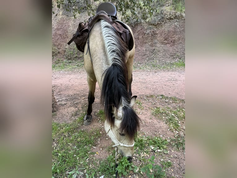 Andalusiër Ruin 4 Jaar 161 cm Falbe in Valencia