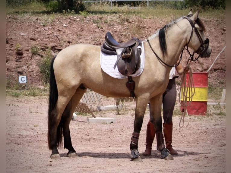 Andalusiër Ruin 4 Jaar 161 cm Falbe in Valencia