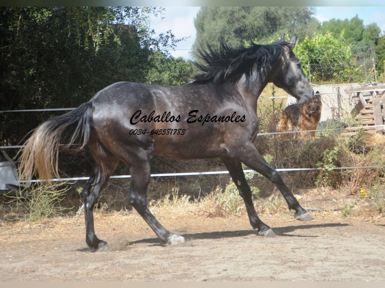 Andalusiër Ruin 4 Jaar 161 cm Zwartschimmel in Vejer de la Frontera