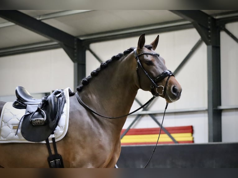 Andalusiër Ruin 4 Jaar 162 cm Bruin in Zevenbergen