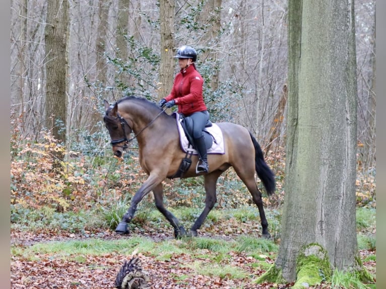 Andalusiër Ruin 4 Jaar 162 cm Bruin in Zevenbergen