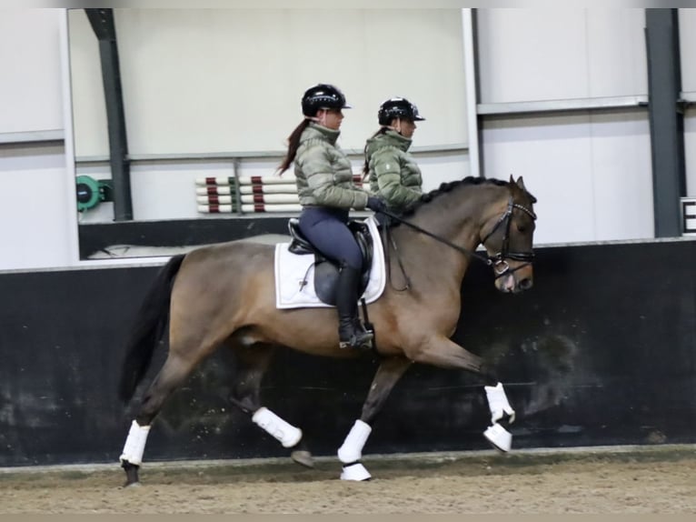 Andalusiër Ruin 4 Jaar 162 cm Bruin in Zevenbergen