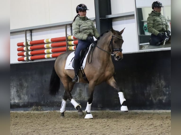 Andalusiër Ruin 4 Jaar 162 cm Bruin in Zevenbergen