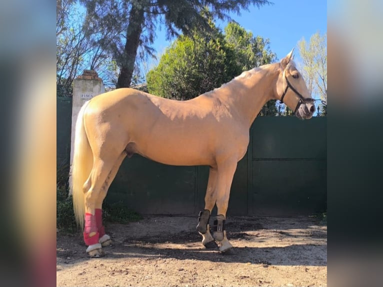Andalusiër Ruin 4 Jaar 162 cm Palomino in Espinar, De El (Estacion)