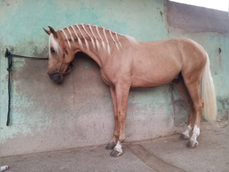 Andalusiër Ruin 4 Jaar 162 cm Palomino in Novelda