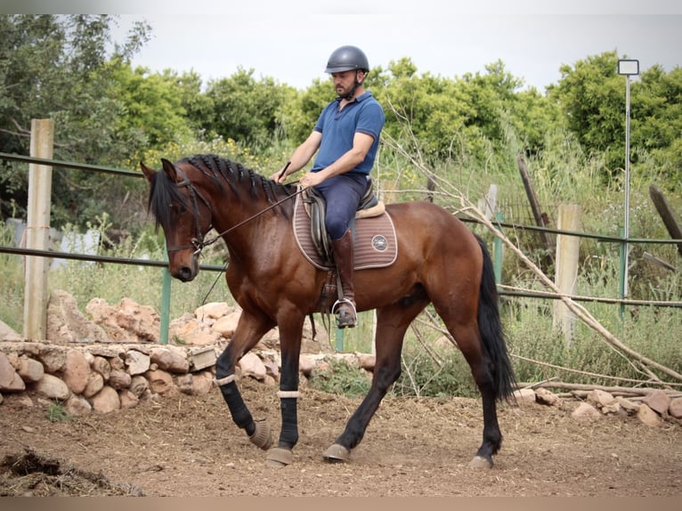 Andalusiër Ruin 4 Jaar 163 cm Bruin in Valencia
