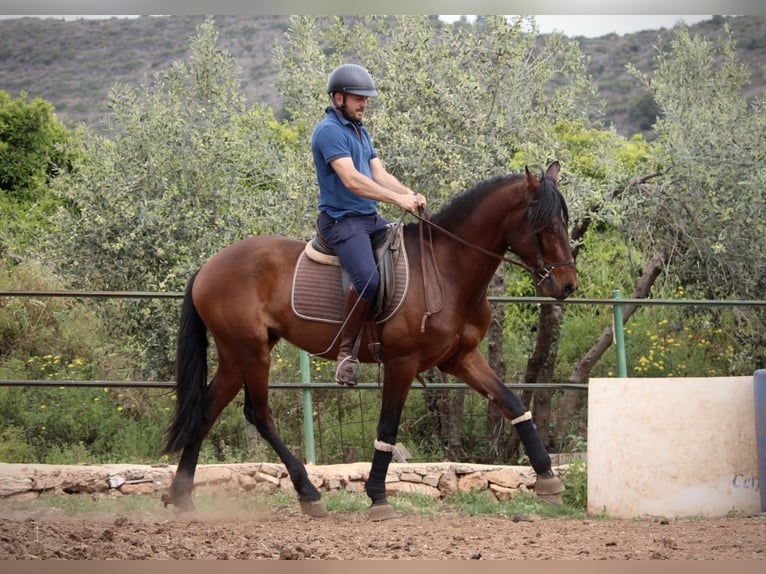 Andalusiër Ruin 4 Jaar 163 cm Bruin in Valencia