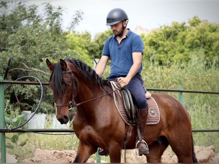 Andalusiër Ruin 4 Jaar 163 cm Bruin in Valencia