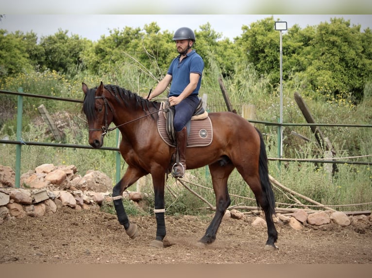 Andalusiër Ruin 4 Jaar 163 cm Bruin in Valencia