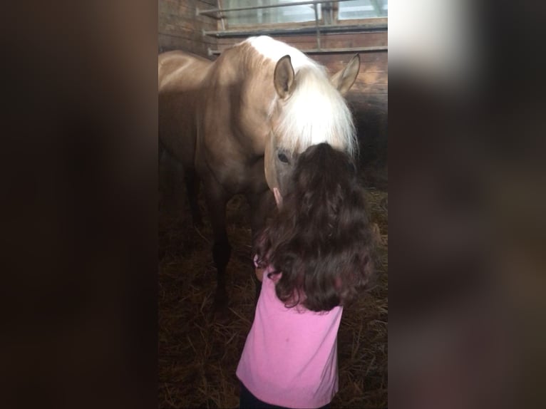Andalusiër Ruin 4 Jaar 163 cm Palomino in Roßdorf