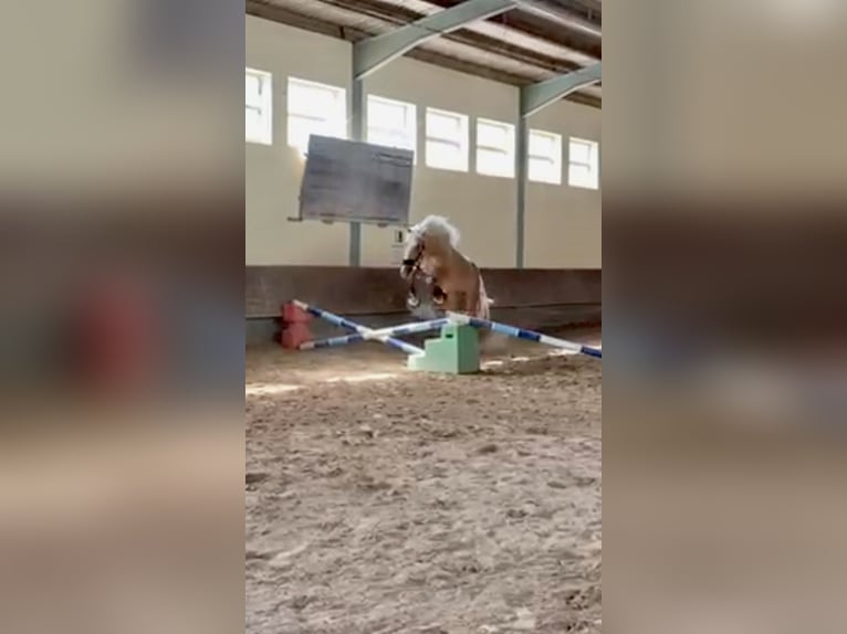 Andalusiër Ruin 4 Jaar 163 cm Palomino in Roßdorf