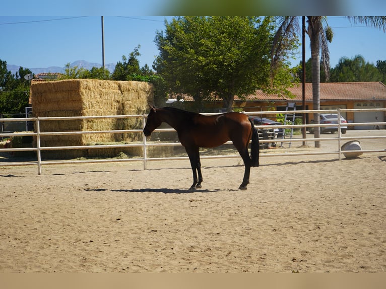 Andalusiër Ruin 4 Jaar 163 cm Roodbruin in Corona, CA