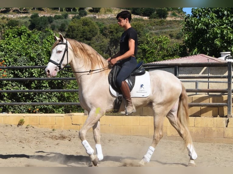 Andalusiër Ruin 4 Jaar 164 cm Pearl in Coin