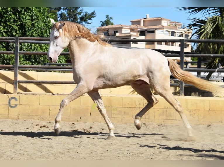 Andalusiër Ruin 4 Jaar 164 cm Pearl in Coin