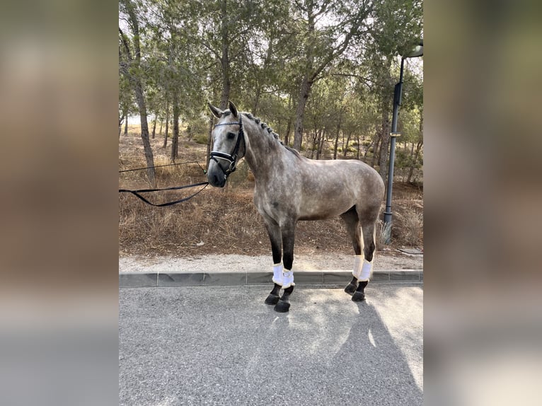 Andalusiër Ruin 4 Jaar 165 cm Schimmel in Palma del Rio