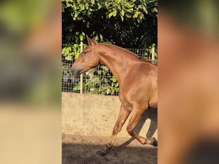 Andalusiër Ruin 4 Jaar 165 cm Vos in Vejer de la Frontera