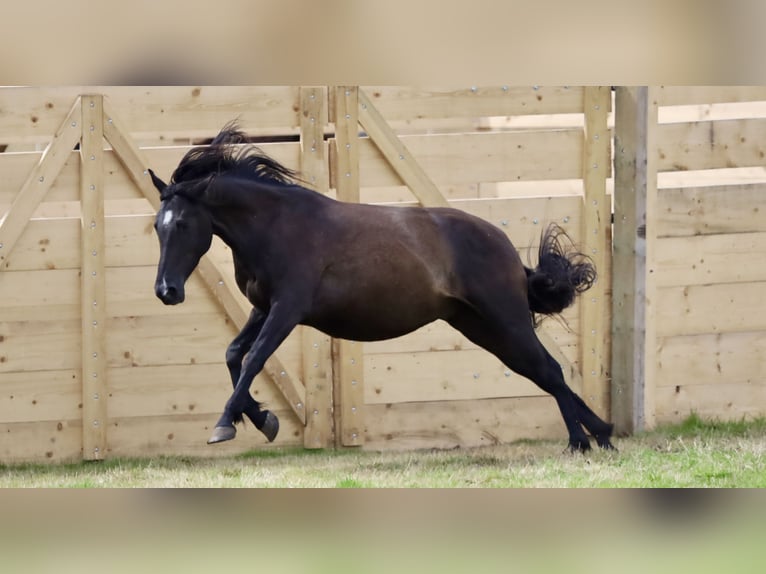 Andalusiër Mix Ruin 4 Jaar Donkerbruin in Bissendorf