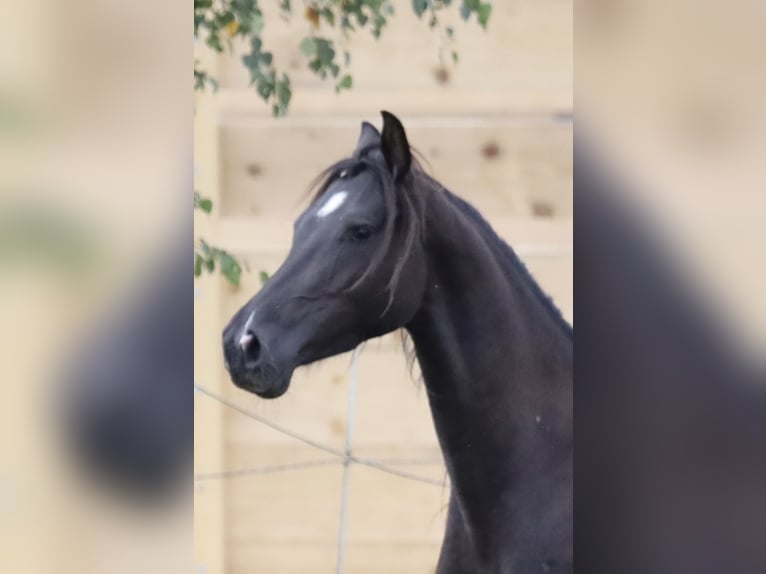 Andalusiër Mix Ruin 4 Jaar Donkerbruin in Bissendorf