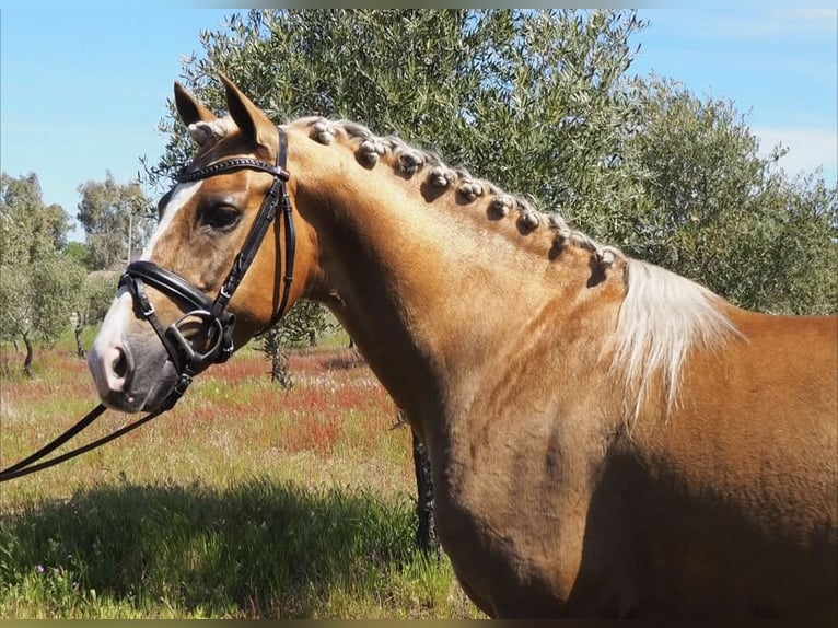 Andalusiër Ruin 5 Jaar 145 cm Palomino in Engen
