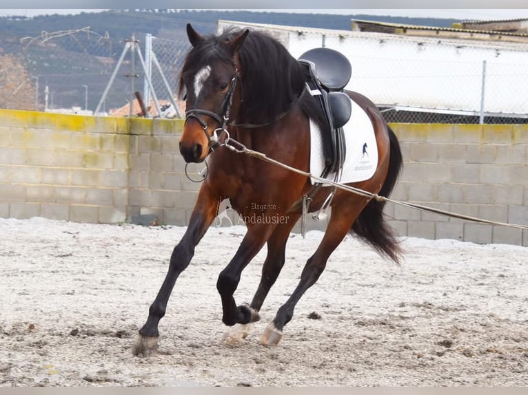 Andalusiër Ruin 5 Jaar 151 cm Donkerbruin in Provinz Granada