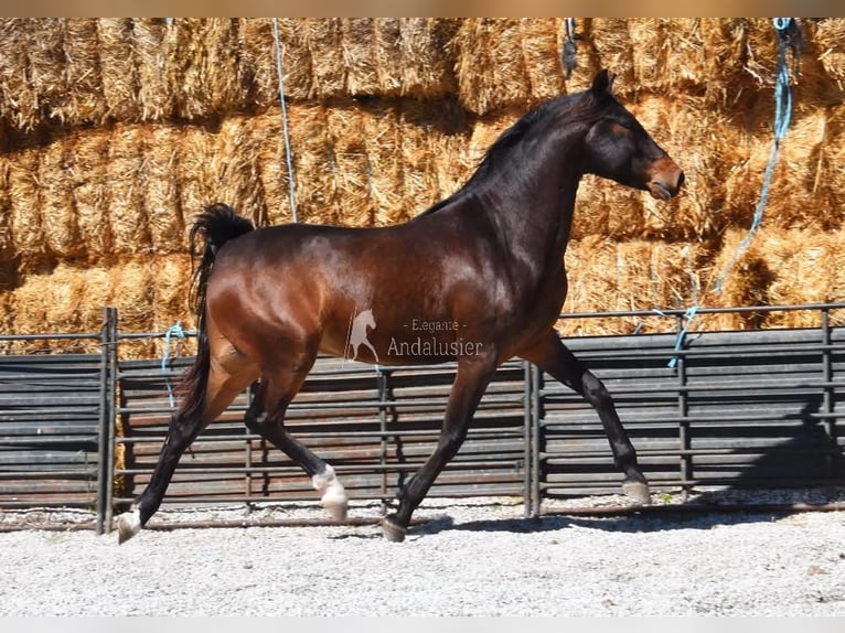 Andalusiër Ruin 5 Jaar 151 cm Donkerbruin in Provinz Granada