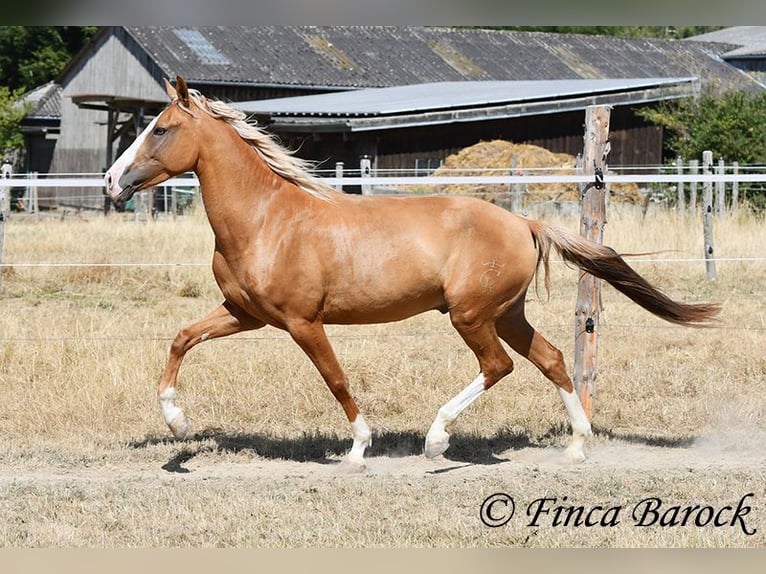 Andalusiër Ruin 5 Jaar 152 cm Palomino in Wiebelsheim