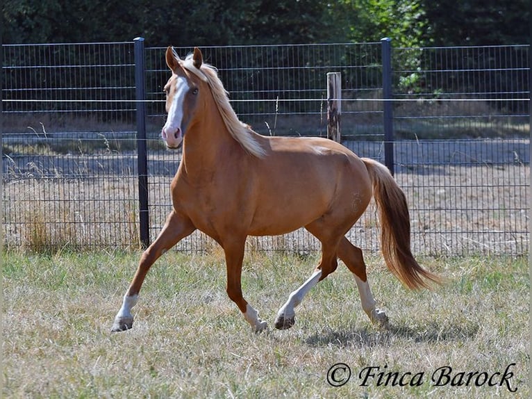 Andalusiër Ruin 5 Jaar 152 cm Palomino in Wiebelsheim
