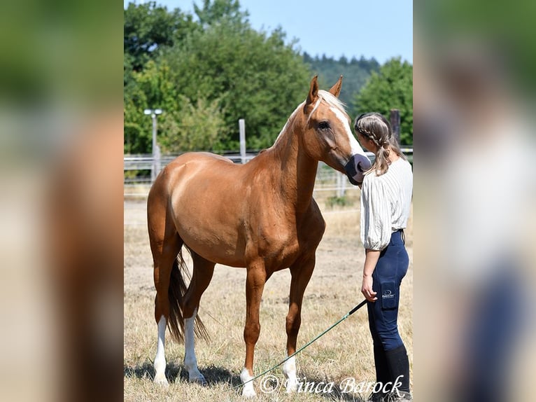 Andalusiër Ruin 5 Jaar 152 cm Palomino in Wiebelsheim