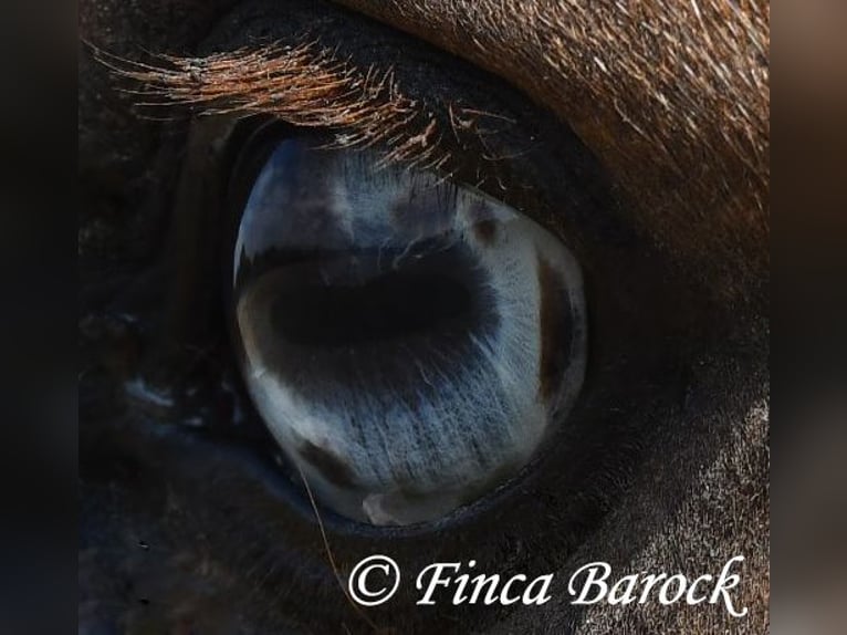 Andalusiër Ruin 5 Jaar 152 cm Palomino in Wiebelsheim