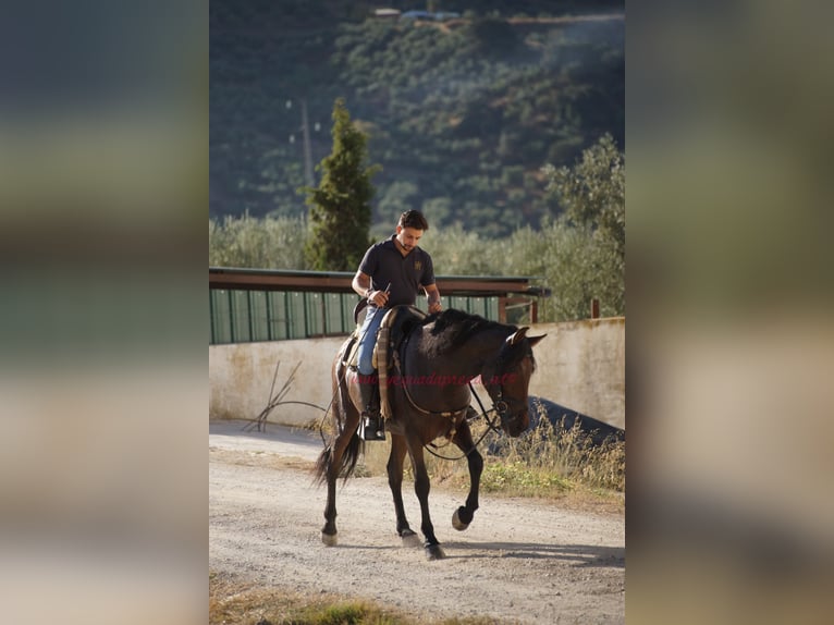Andalusiër Ruin 5 Jaar 156 cm Bruin in Pruna