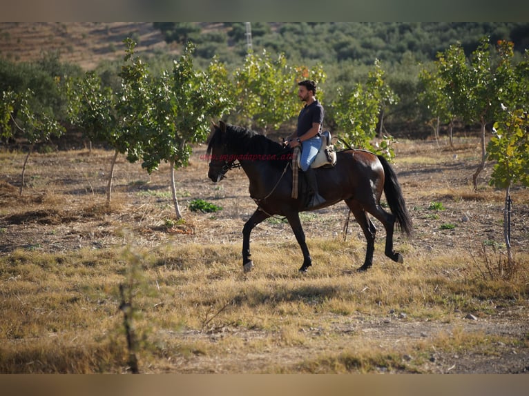 Andalusiër Ruin 5 Jaar 156 cm Bruin in Pruna