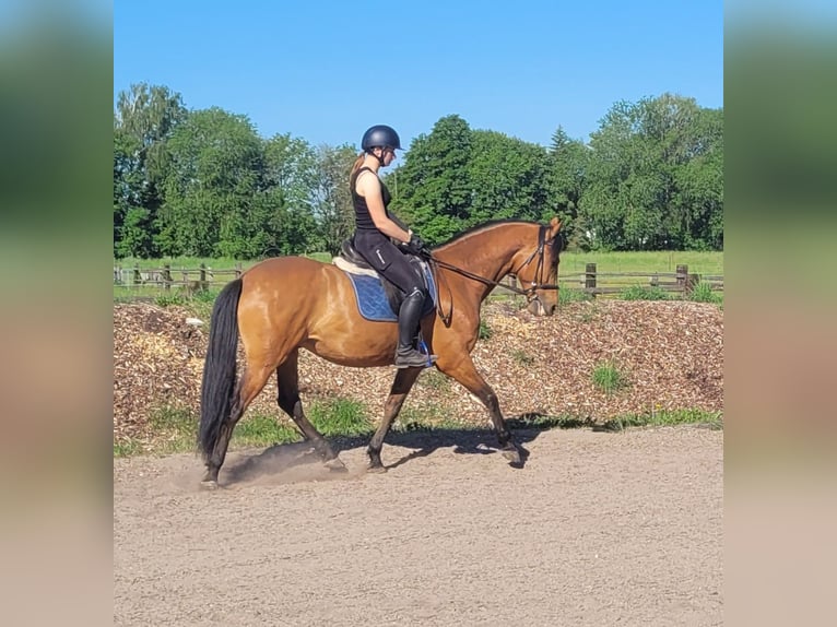 Andalusiër Mix Ruin 5 Jaar 156 cm Bruin in Karlshuld