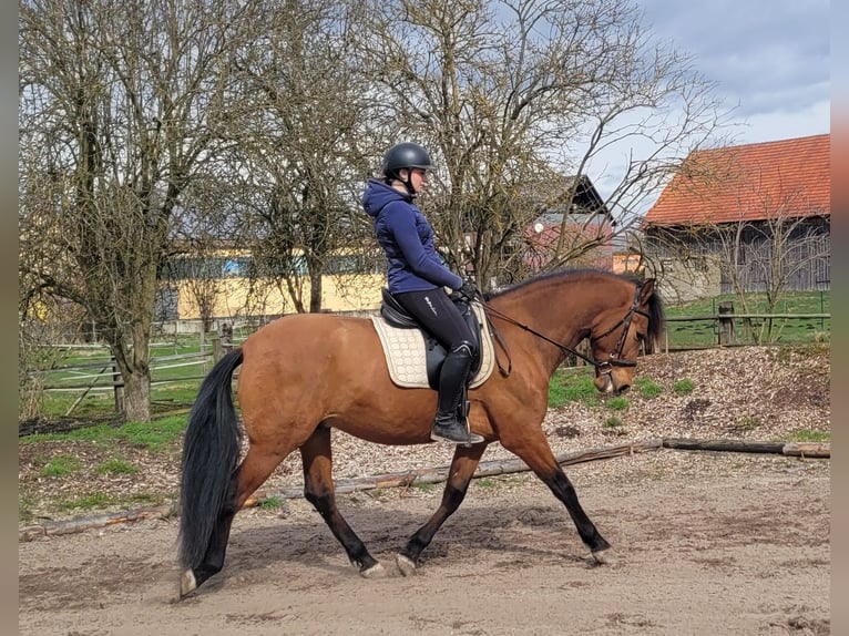 Andalusiër Mix Ruin 5 Jaar 156 cm Bruin in Karlshuld