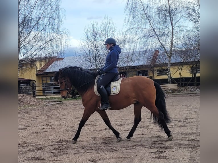 Andalusiër Mix Ruin 5 Jaar 156 cm Bruin in Karlshuld