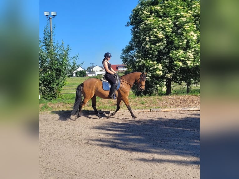 Andalusiër Mix Ruin 5 Jaar 156 cm Bruin in Karlshuld