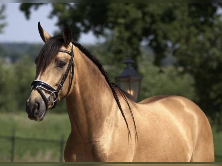 Andalusiër Ruin 5 Jaar 156 cm Buckskin in Höhnstedt