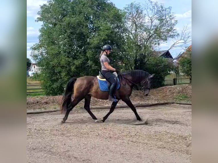 Andalusiër Mix Ruin 5 Jaar 156 cm Buckskin in Karlshuld