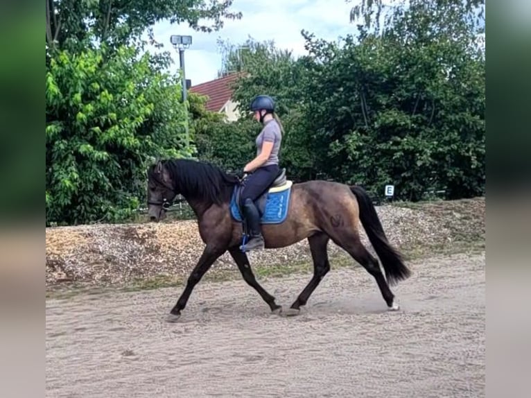 Andalusiër Mix Ruin 5 Jaar 156 cm Buckskin in Karlshuld